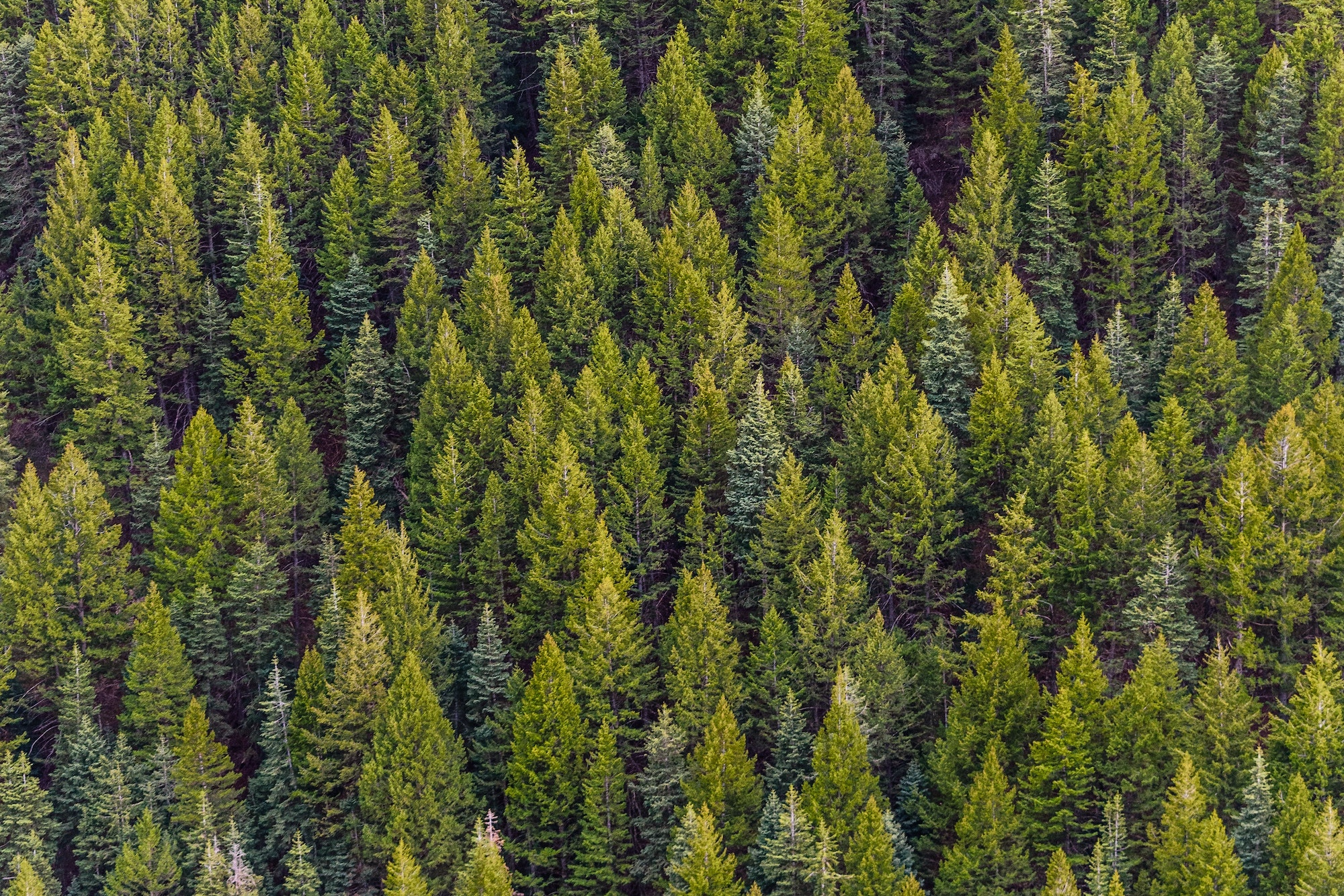 A forest of pine trees.